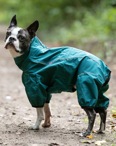 Protective Dog Overalls - Teal Lifestyle