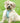 Tweed Dog Harness - Aqua Herringbone Lifestyle