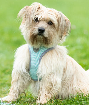 Tweed Dog Harness - Aqua Herringbone Lifestyle