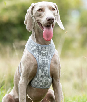 Tweed Dog Harness - Grey Herringbone Lifestyle