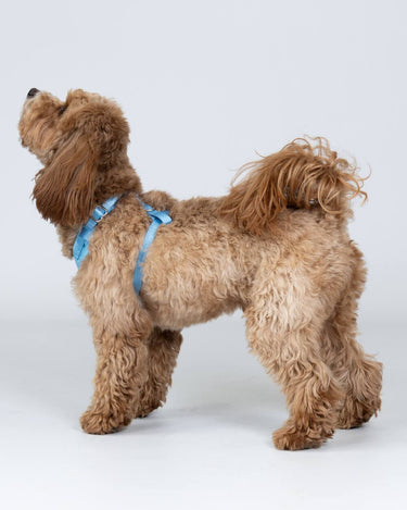Blue Luxury Tweed Dog Harness Studio Shoot