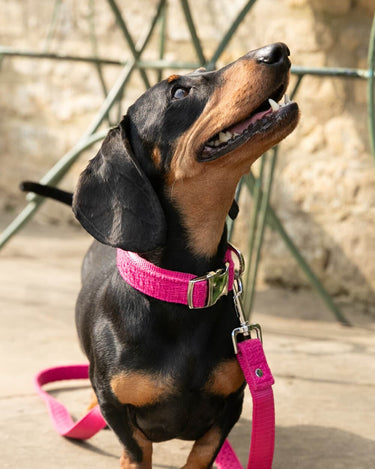 Matching dog collar and harness discount