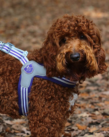 Easy Walk V Dog Harness - Royal Blue Lifestyle