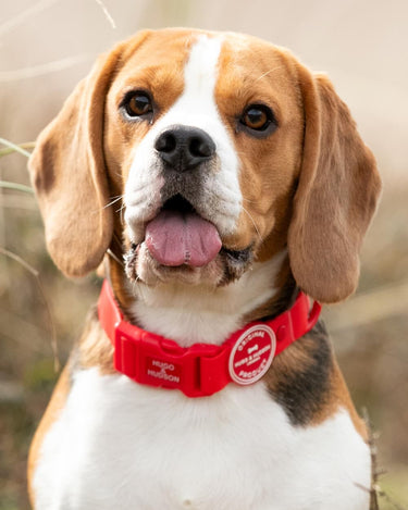 Waterproof Dog Collar - Red Lifestyle
