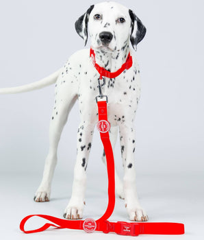 Waterproof Dog Lead - Red Studio Shoot