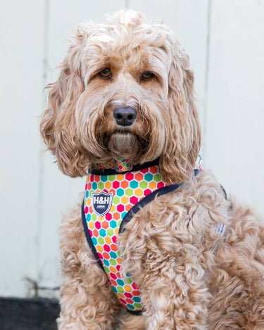 Fabric Dog Harness - Geometric Multi-colour Lifestyle