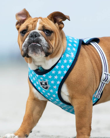 Fabric Dog Harness - Turquoise Star Lifestyle
