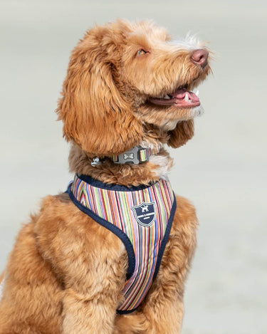 Fabric Dog Harness - Striped Multi-colour Lifestyle