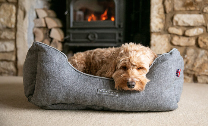 dog sleeping in bed