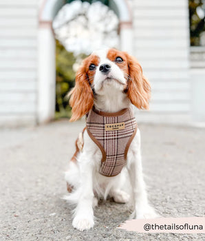 Cocopup London Pup Plaid Dog Harness