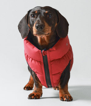 Reversible Dog Puffer Jacket - Navy & Berry Studio Shoot
