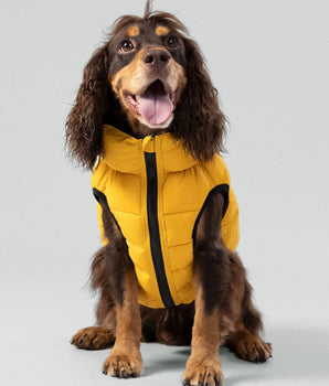 Reversible Dog Puffer Jacket - Forest Green & Gold Studio Shoot
