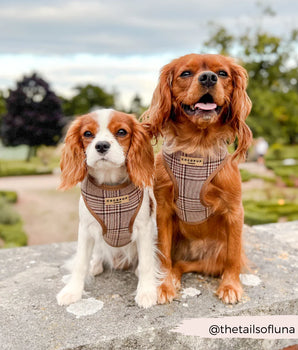 Cocopup London Pup Plaid Dog Harness