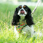 Fabric Dog Collar - Geometric Multi-color