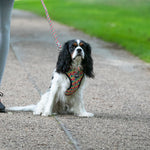 Fabric Dog Collar - Geometric Multi-color