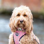 Fabric Dog Collar - Pink Watermelon