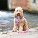 Fabric Dog Collar - Pink Watermelon
