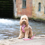 Fabric Dog Collar - Pink Watermelon
