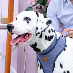 Fabric Dog Collar - Striped Navy