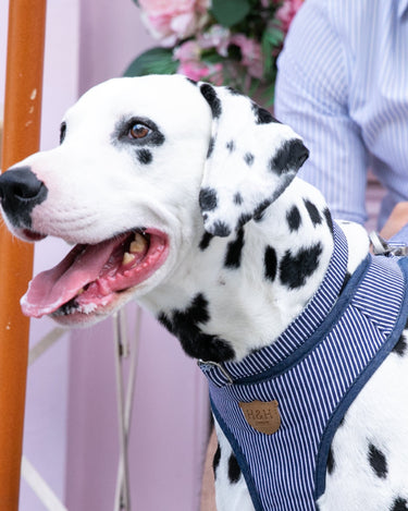 Navy Striped Dog Collar