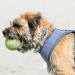 Fabric Dog Collar - Striped Navy