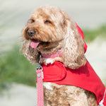 Fabric Dog Collar - Red Star