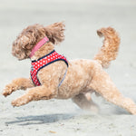 Fabric Dog Collar - Red Star