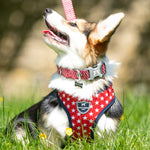 Fabric Dog Collar - Red Star