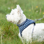 Fabric Dog Collar - Navy Star