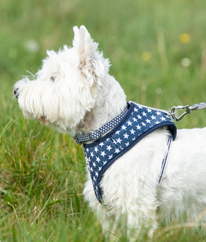 Fabric Dog Collar - Navy Star