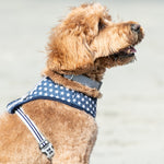 Fabric Dog Collar - Navy Star