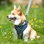Fabric Dog Collar - Navy Star