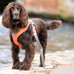Fabric Dog Leash - Orange Geometric