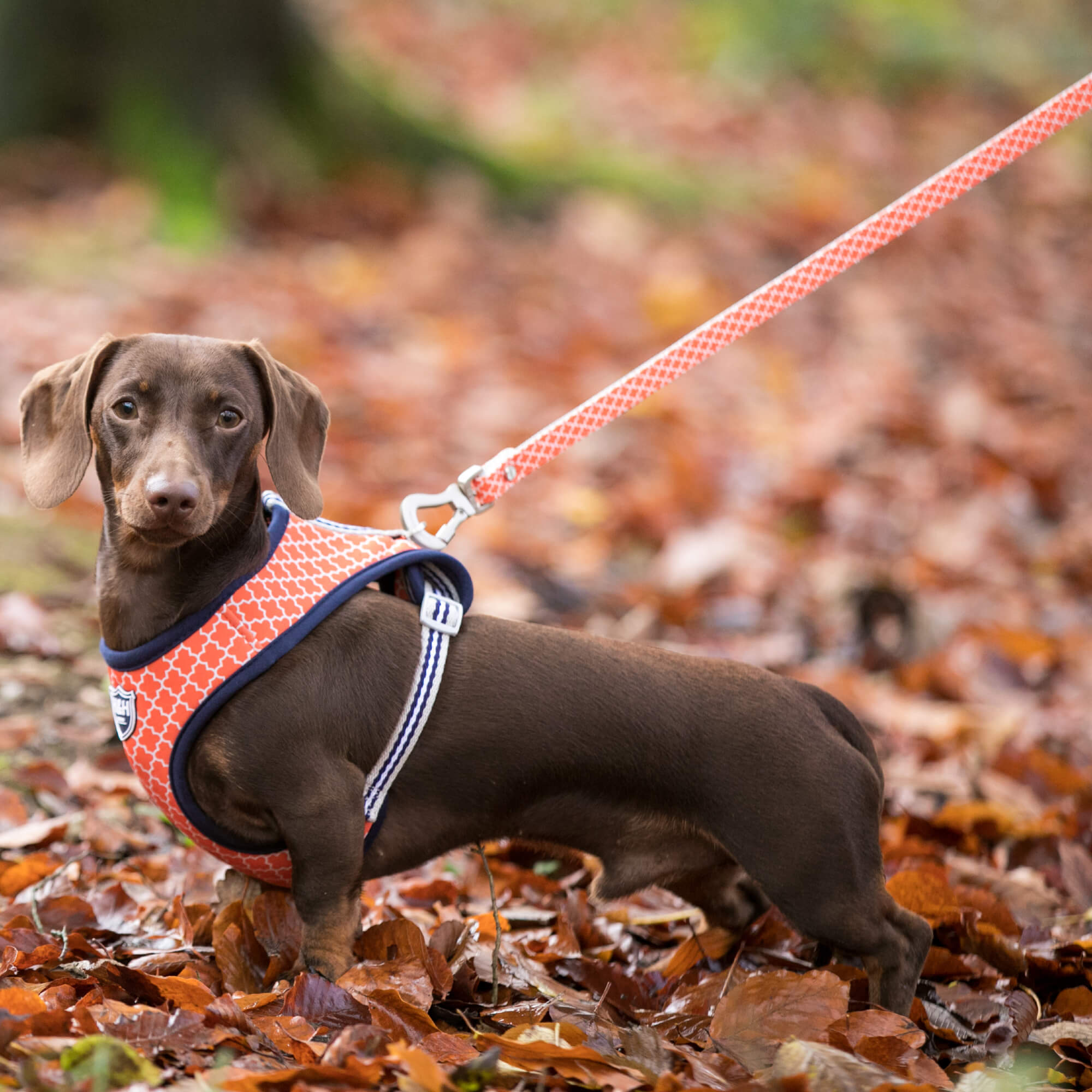 Orange Geometric Dog Lead