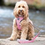 Fabric Dog Leash - Pink Watermelon