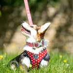 Fabric Dog Leash - Red Star