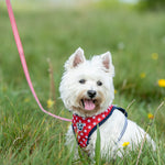 Fabric Dog Leash - Red Star