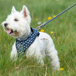 Fabric Dog Leash - Navy Star