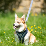 Fabric Dog Leash - Navy Star