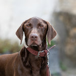 Rope and Suede Leather Dog Collar - Brown
