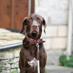 Rope and Suede Leather Dog Collar - Brown