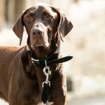 Rope and Suede Leather Dog Collar - Black