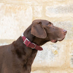 Rope and Leather Dog Collar - Burgundy
