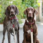 Rope and Leather Dog Collar - Burgundy