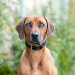 Padded Leather Dog Collar - Black and Brown