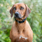 Padded Leather Dog Collar - Black and Brown