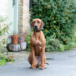 Padded Leather Dog Collar - Black and Brown