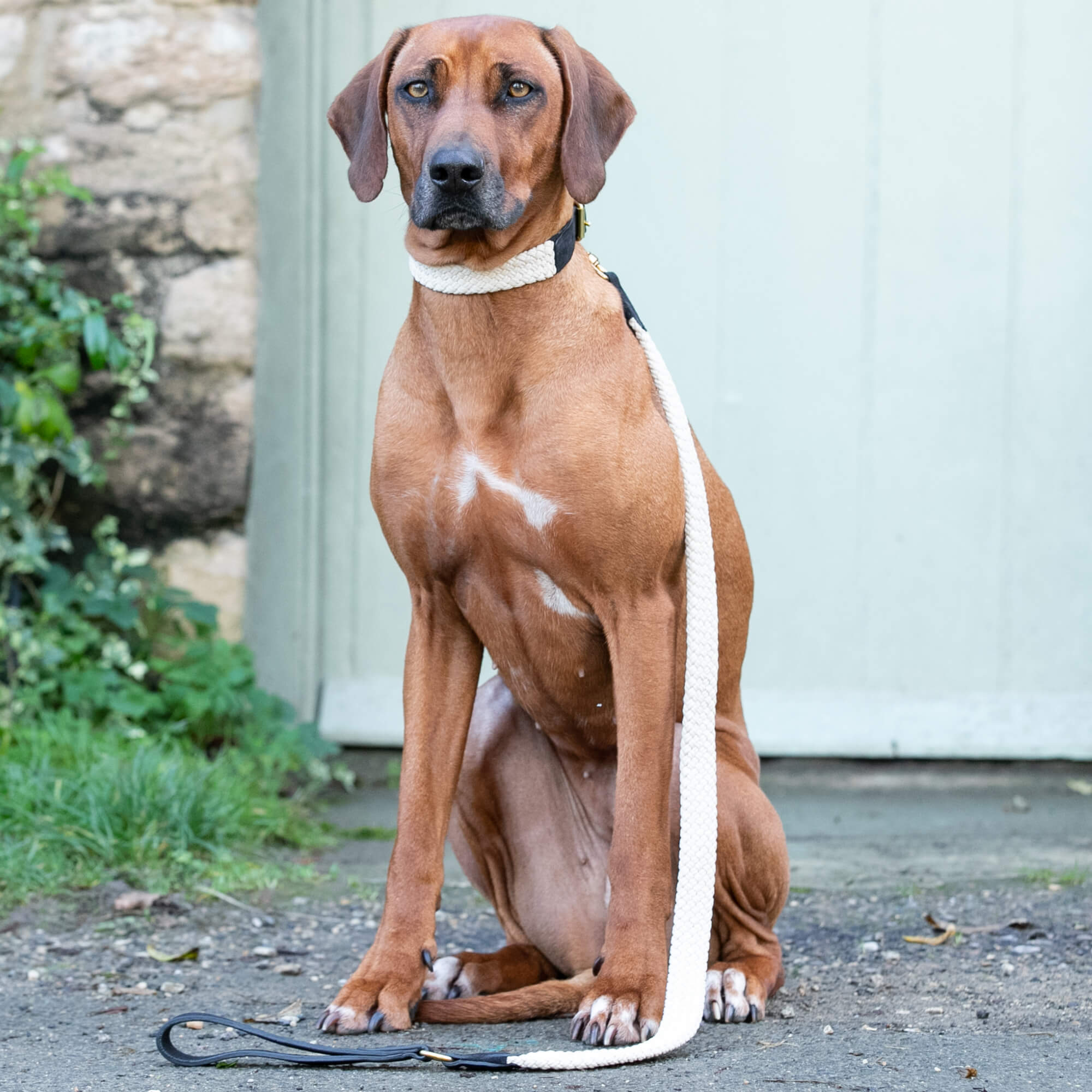 Black Flat Rope and Leather Dog Lead