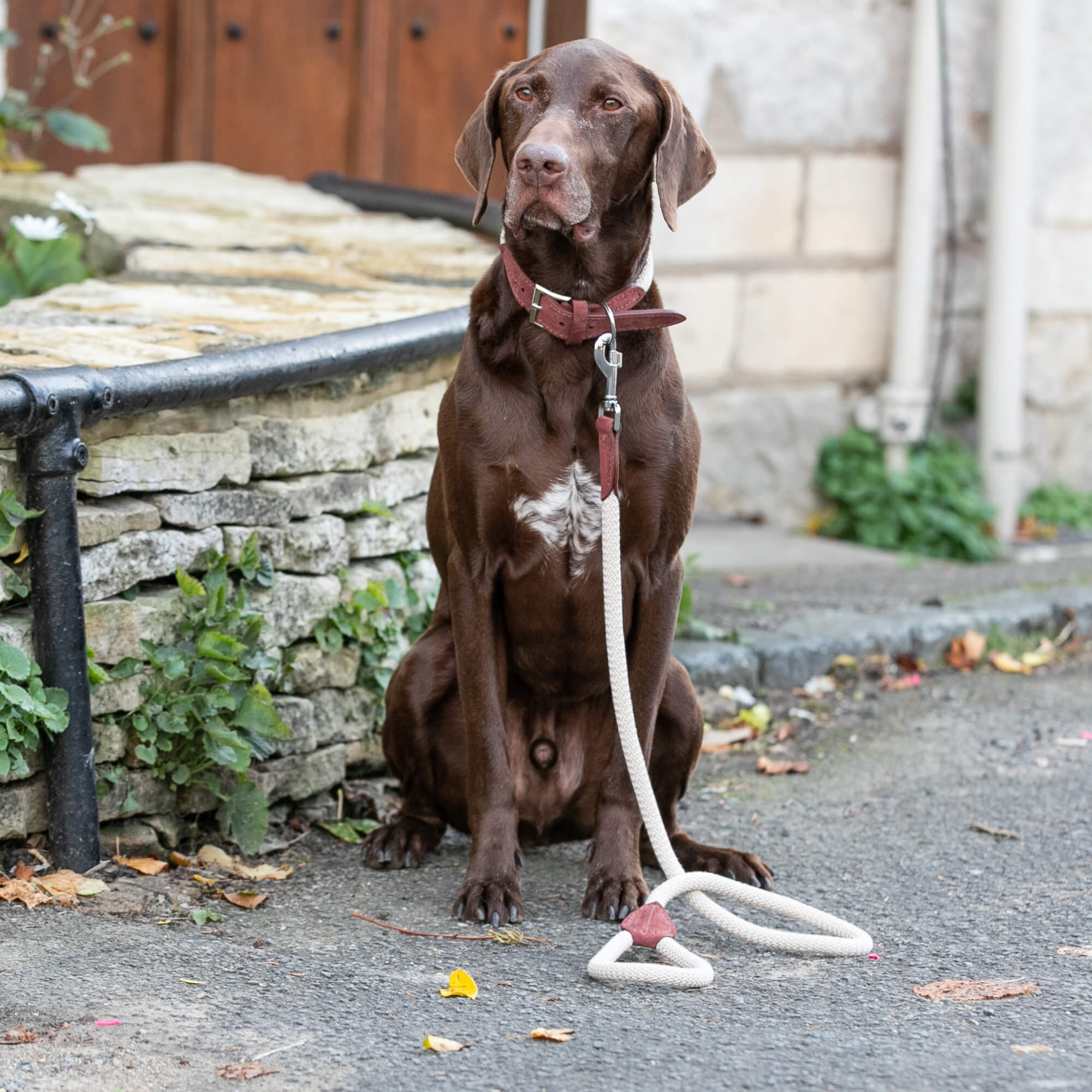 Brown Rope and Leather Dog Lead