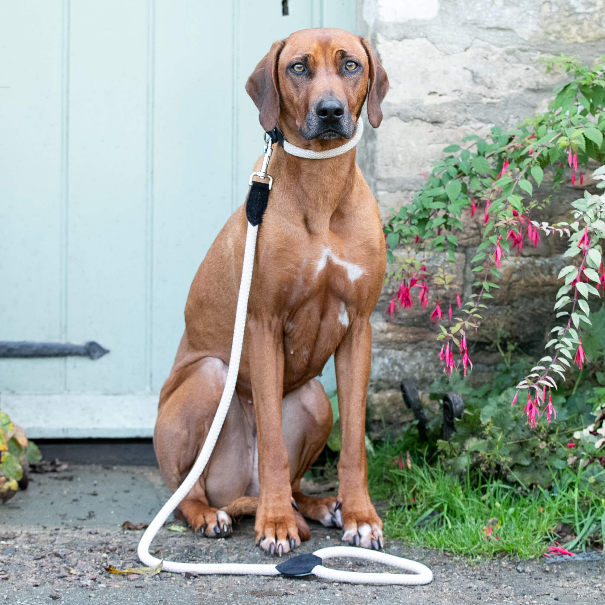 Black Rope and Leather Dog Lead